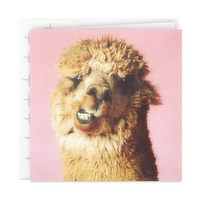 Hallmark Studio Ink Birthday Card (Alpaca), 1 Each
