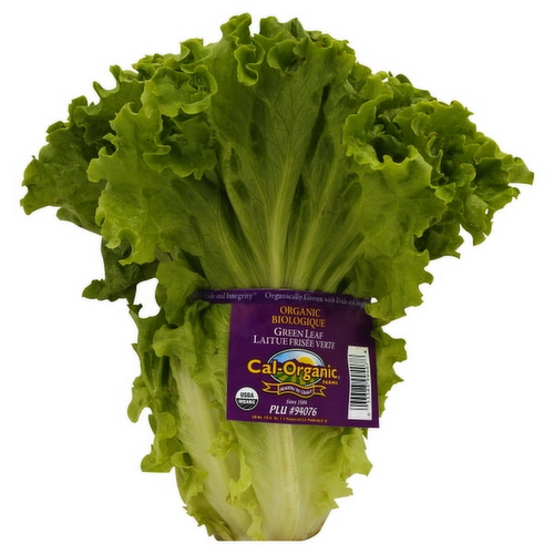 Organic Green Leaf Lettuce Head