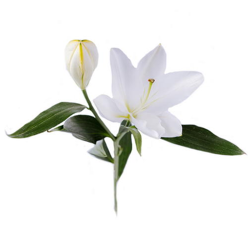Bachman's Oriental Lily, Single Stem