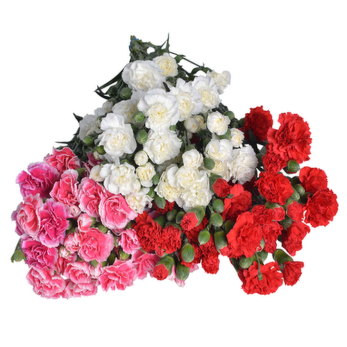 Bachman's Mini Carnations, Assorted Colors, 10-Stem Bunch
