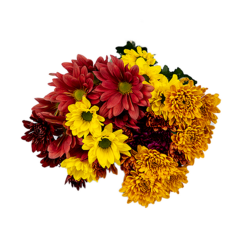 Bachman's Pom Medley Chrysanthemum Bouquet