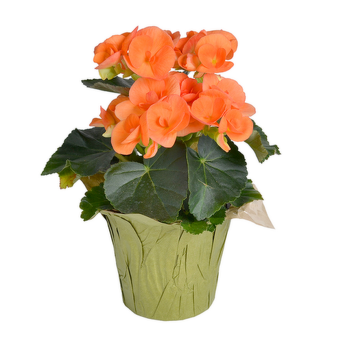 Bachman's Reiger Begonia Blooming Plant, Assorted Colors, 4-inch