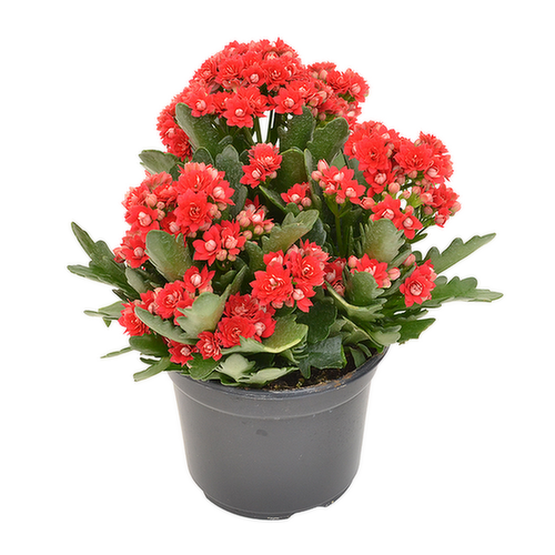 Bachman's Kalanchoe Blooming Plant, Assorted Colors, 4-inch