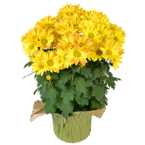 Bachman's Mums in Container, Assorted Colors, 6-inch