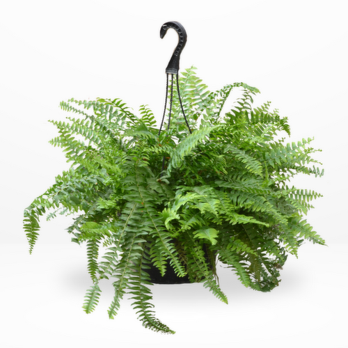 Bachman's Boston Fern Hanging Basket, 10-inch