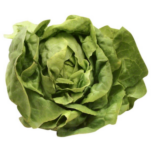 Green Butter Lettuce Head