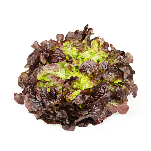 Organic Red Butter Lettuce Head