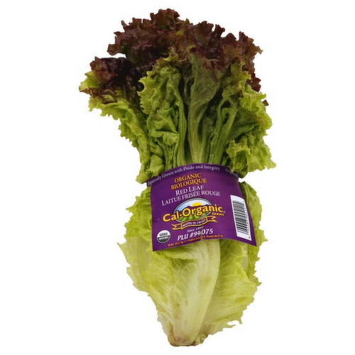 Organic Red Leaf Lettuce Head