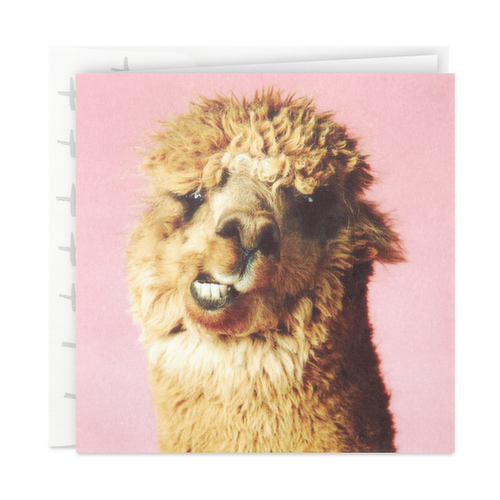 Hallmark Studio Ink Birthday Card (Alpaca)