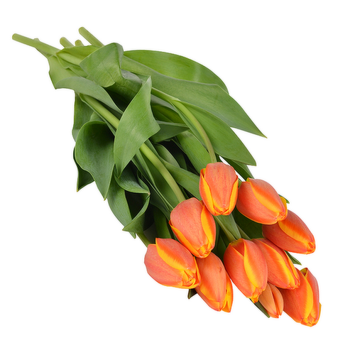 Bachman's Tulips, Assorted Colors, 10-Stem Bunch
