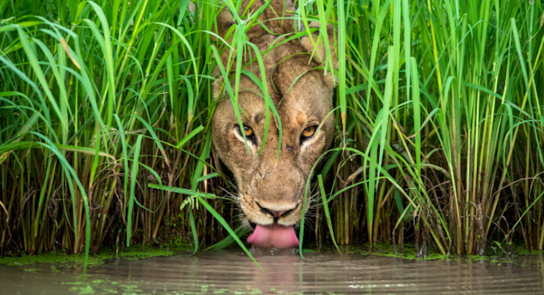 wildlife photographer of the year natural history museum exposition