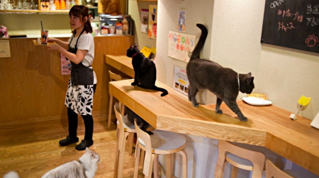 cat cafe lady dinah londres sortir quand il fait froid