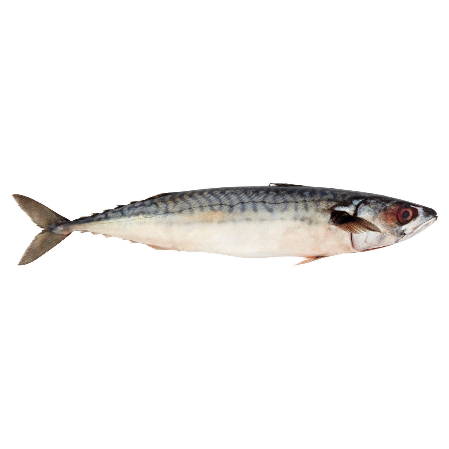 Whole Mackerel Fish (1 kg)