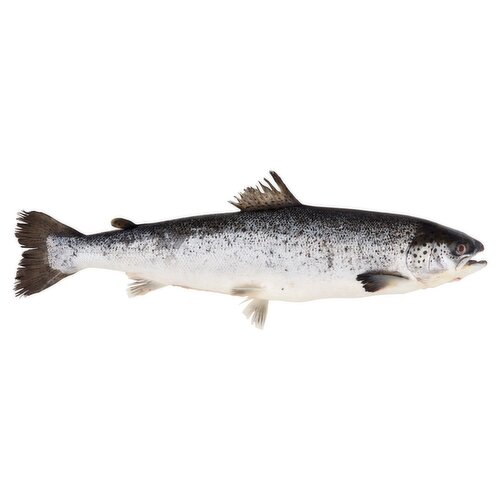 Whole Salmon Fish (1.5 kg)