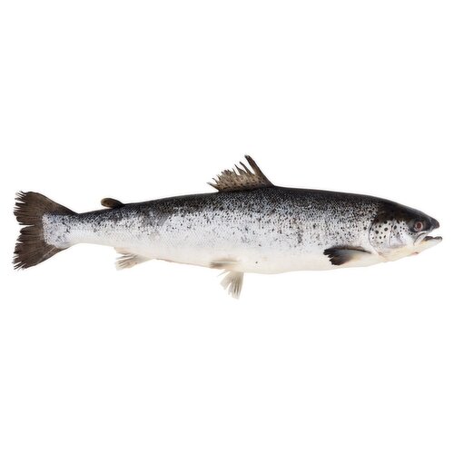 Buy SALMON WHOLE FISH NORWAY KG Online