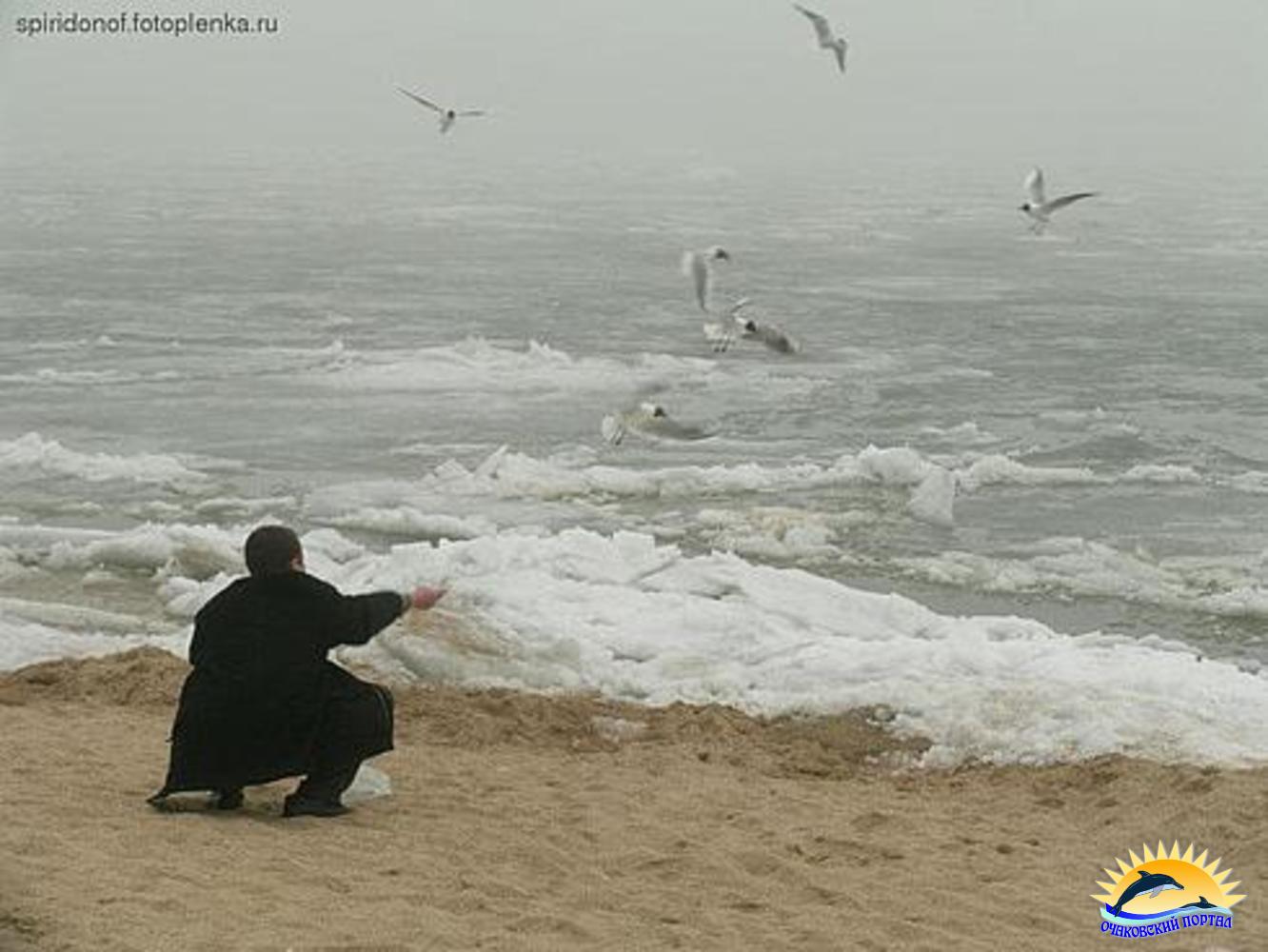Чайки взимку