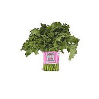Broccoli Rabe, 1 pound, 1 Pound