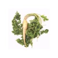 Parsley Root, 1 bunch, 1 each