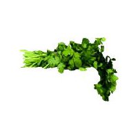 Curly Parsley, 1 bunch, 1 each