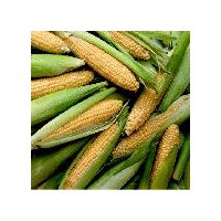 Corn Bi-Color, 4 each