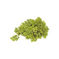 Parsley Organically Grown - Curly, 1 each, 1 Each