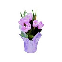 The Floral Shoppe Tulip Plant, 6'' Pot, 1 each