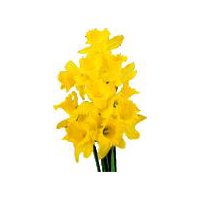 The Floral Shoppe Daffodils, 1 each