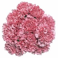 The Floral Shoppe Carnations, 1 each