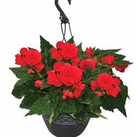 The Floral Shoppe Hanging Basket Premium - 10 Inch, 1 each, 1 Each