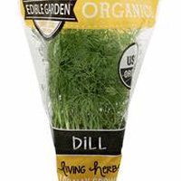 The Floral Shoppe Organic Dill Plant, 1 each