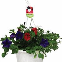 The Floral Shoppe Premium Flowering Hanging Basket, 1 each