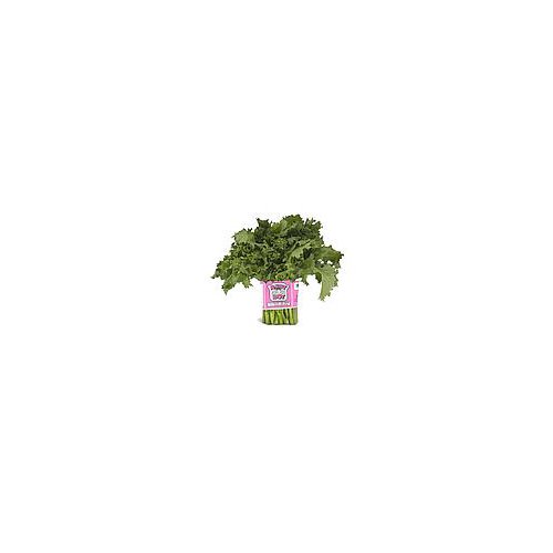 Deliciously bitter stems and leaves that are commonly used in Italian cooking.