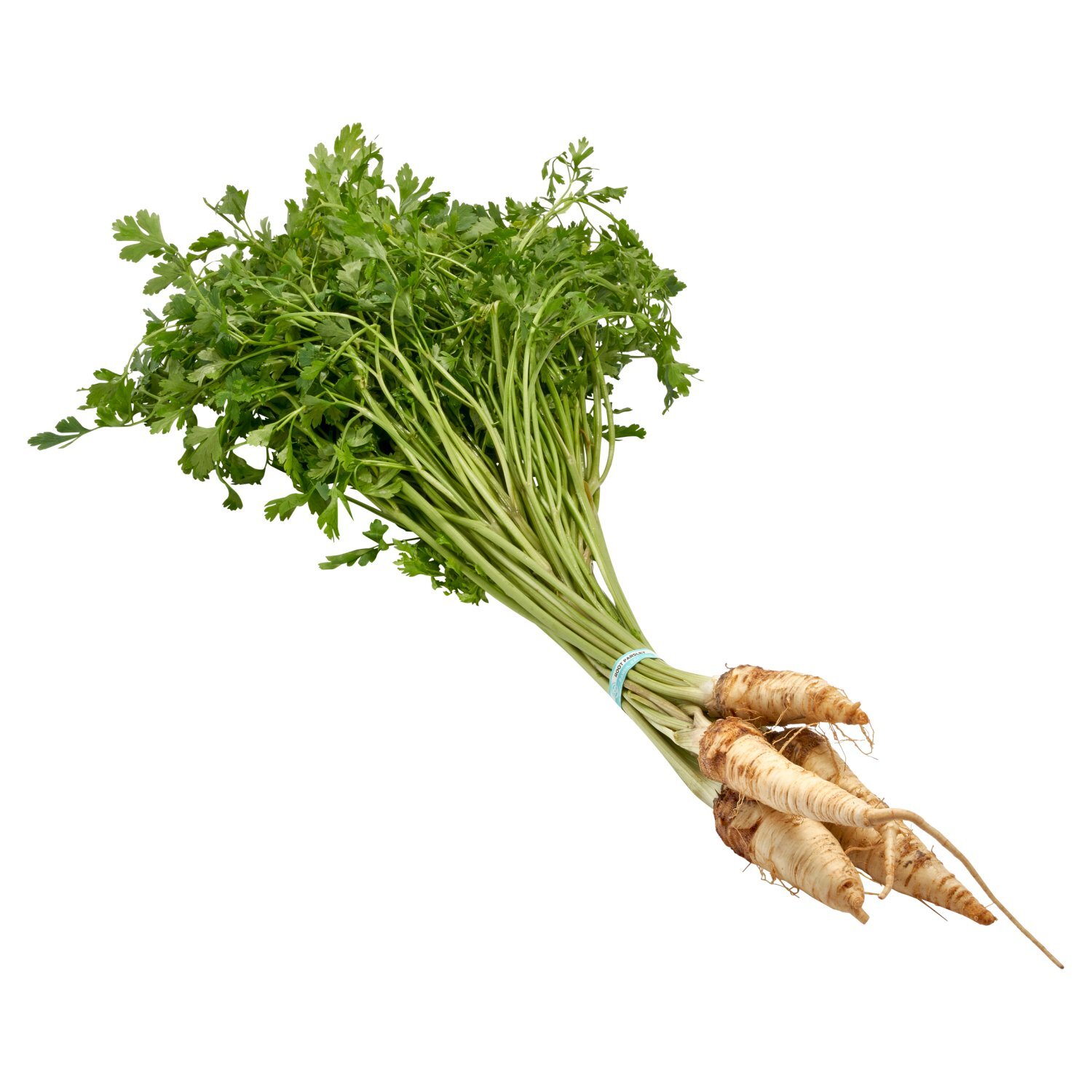 Fresh Parsley Root, bunch Image 5 of 5