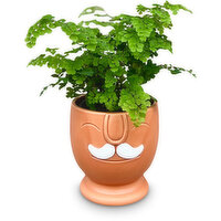 Tropical Plant - In Mustache Ceramic Pot 4in, 1 Each