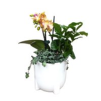 Tropical Orchid - 4 Inch Mini In Planter, 1 Each
