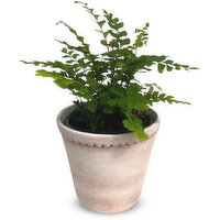 Fern - 4 Inch In Scalloped Pot, 1 Each