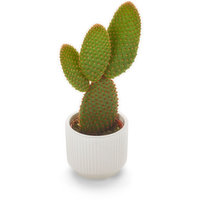 Cactus - 2 Inch In ceramic, 1 Each