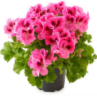 Pelargonium - Flowering Planter 6in, 1 Each