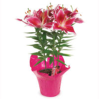 Oriental Lily - Potted, 6 inch, 1 Each