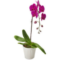 Phalaenopsis Orchid - Assorted Orchid in Ceramic Pot, 1 Each