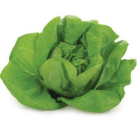 Lettuce & Greens - Butter Lettuce, Hot House Fresh, 1 Each