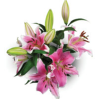 Oriental Lily - 3 stem, Fresh