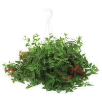 Tropical Plants - Hanging Baskets, 1 Each