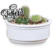 Cactus - Ceramic Planter 6in, 1 Each