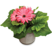 Gerbera - In Vertical Lines Pot, 4 Each