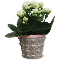 Plant - Washed Mini Hearts w/Kalanchoe 2.5IN, 1 Each