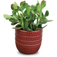 Jade - Plant in Ceramic Pot 4in, 1 Each