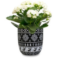 Kalanchhoe - Plant in Black & White Snowflake Pot 4in, 1 Each