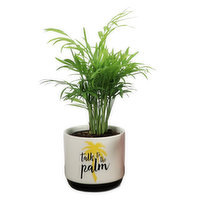 Popular - State of Mind Ceramic Planter 4 Inch, 1 Each