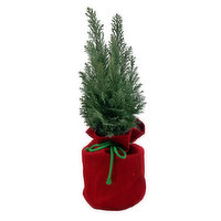 Cypress - Tree In a Bag 6Inch, 1 Each